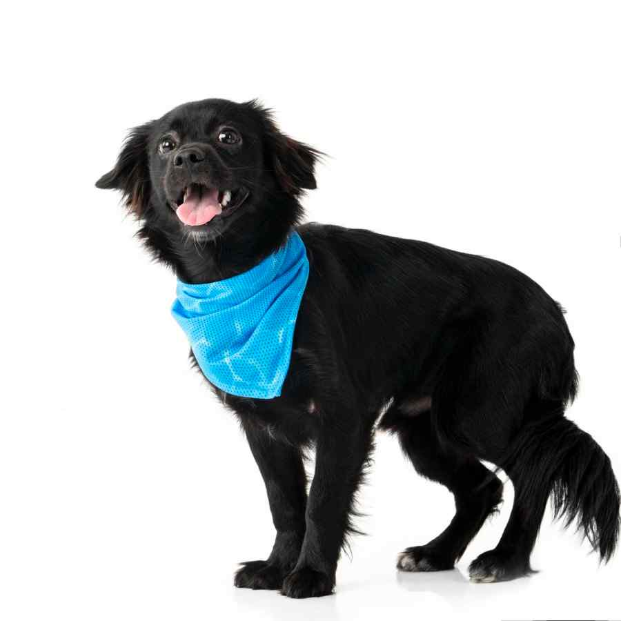 Cooling Bandana Fresk - Blue