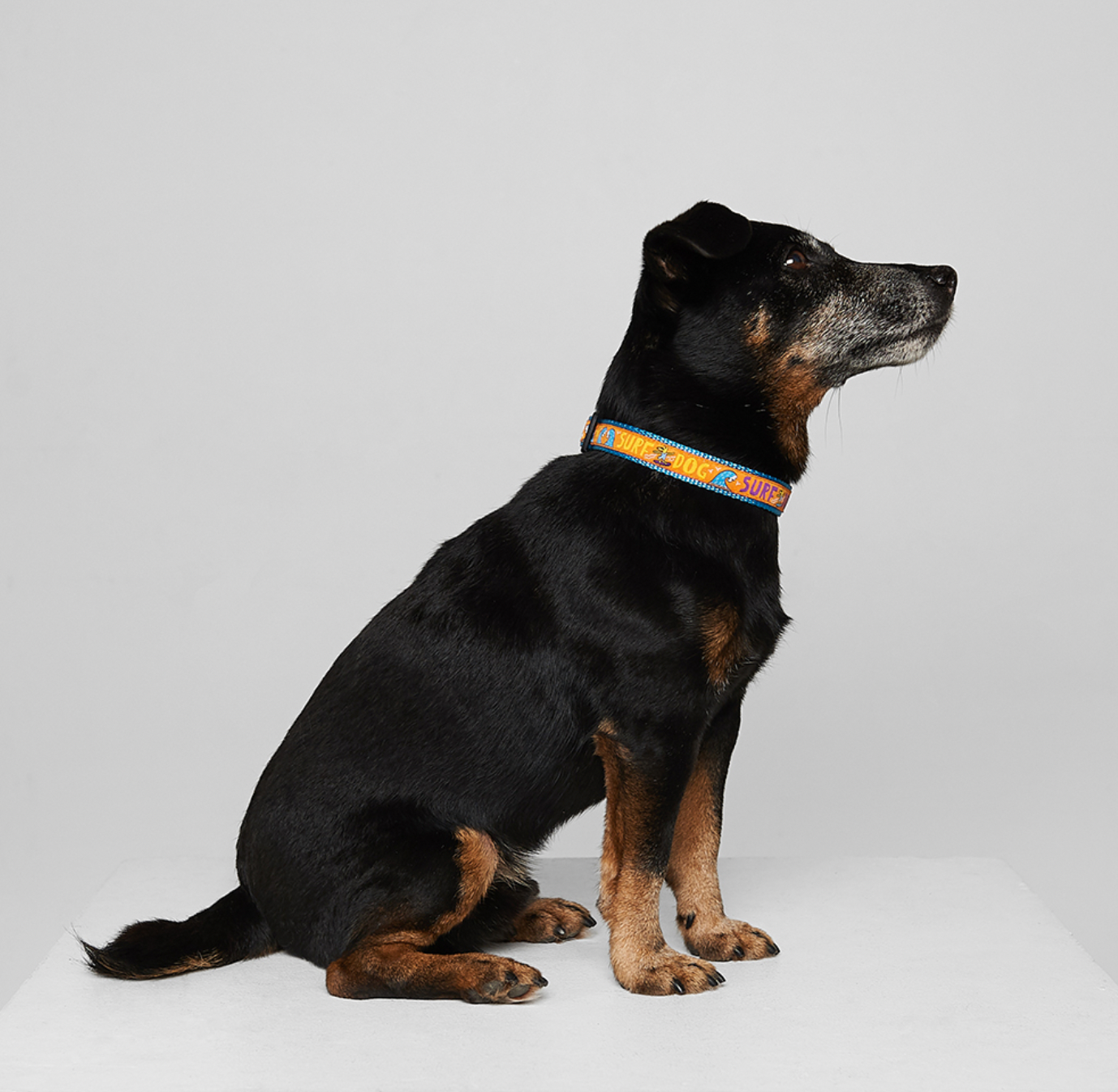Surf-Dog Collar from Sharik