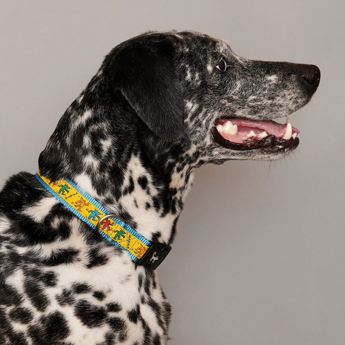 Dance Collar from Sharik