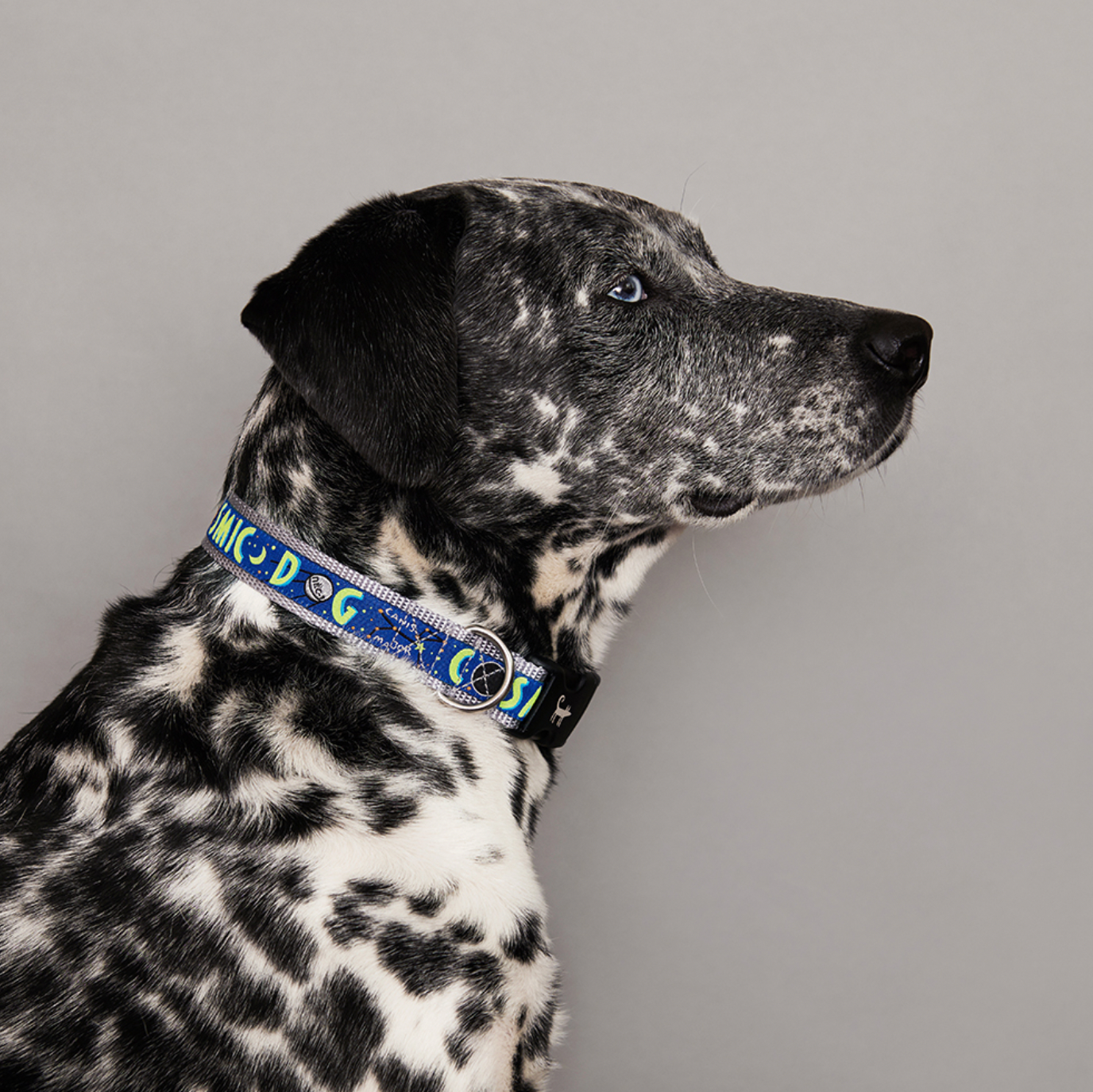 Cosmic Dog Collar Sharik