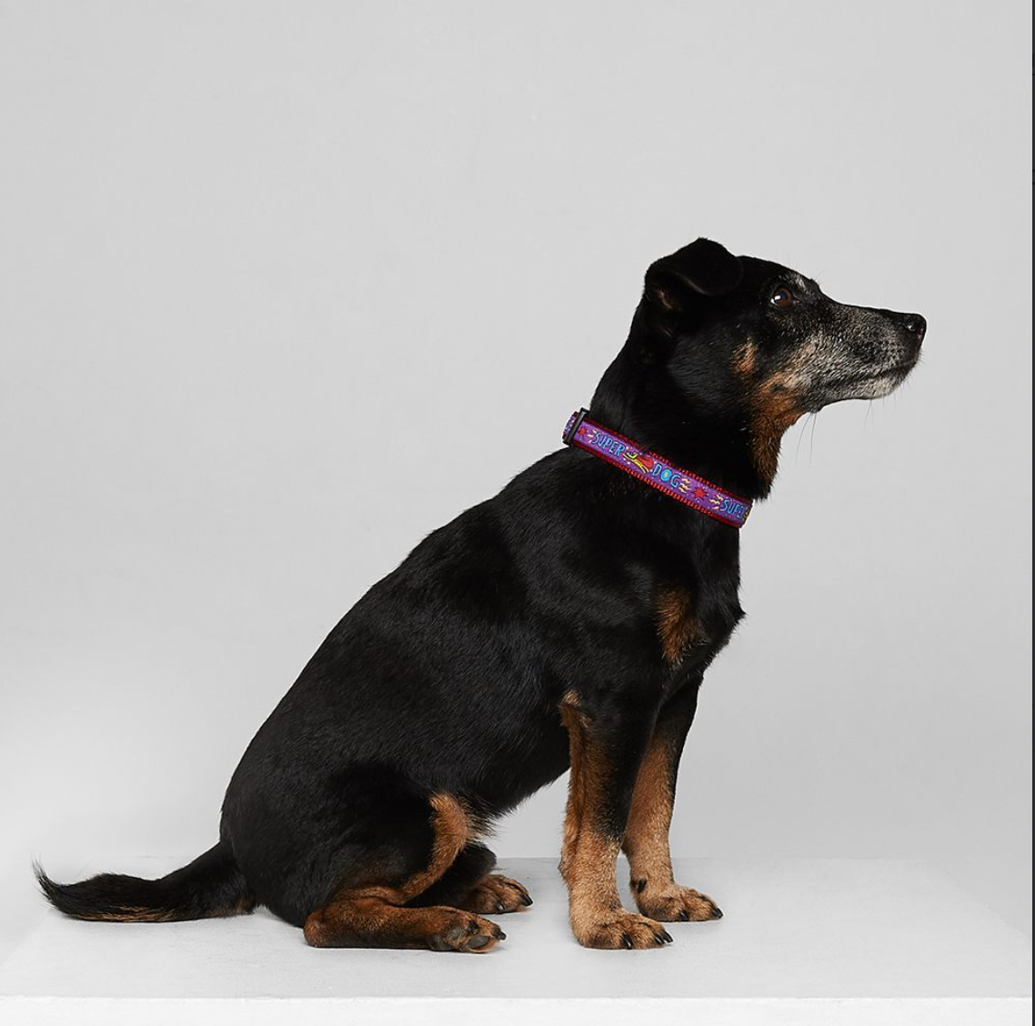 Super Dog Collar from Sharik