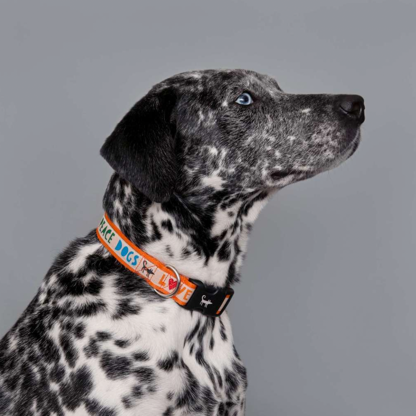 Love.Peace.Dogs Collar from Sharik